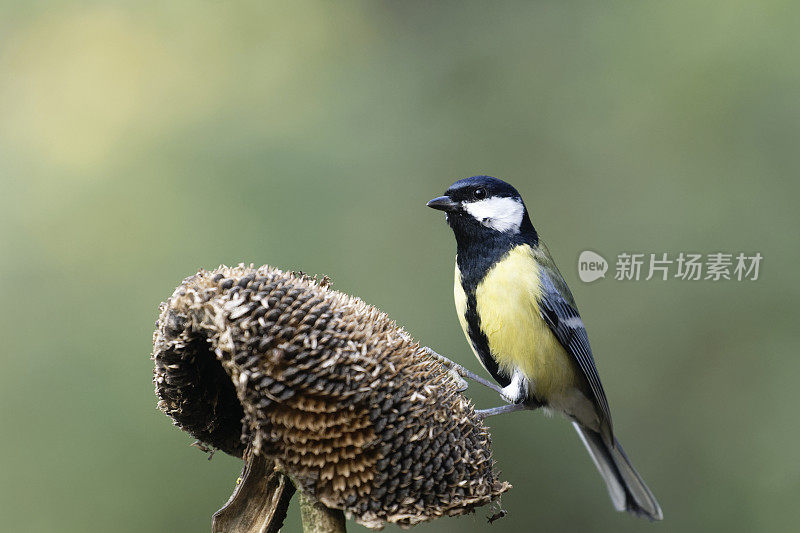 大山雀向日葵(Parus major)